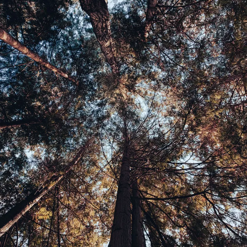 Looking up through a canopy of tall evergreen trees