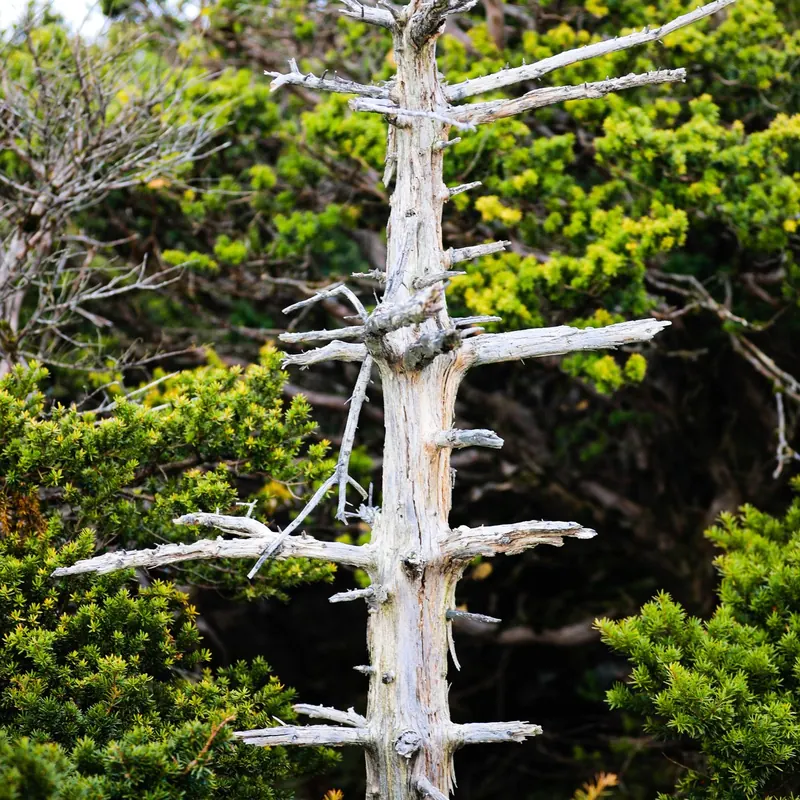 A dead tree standing among healthy evergreens