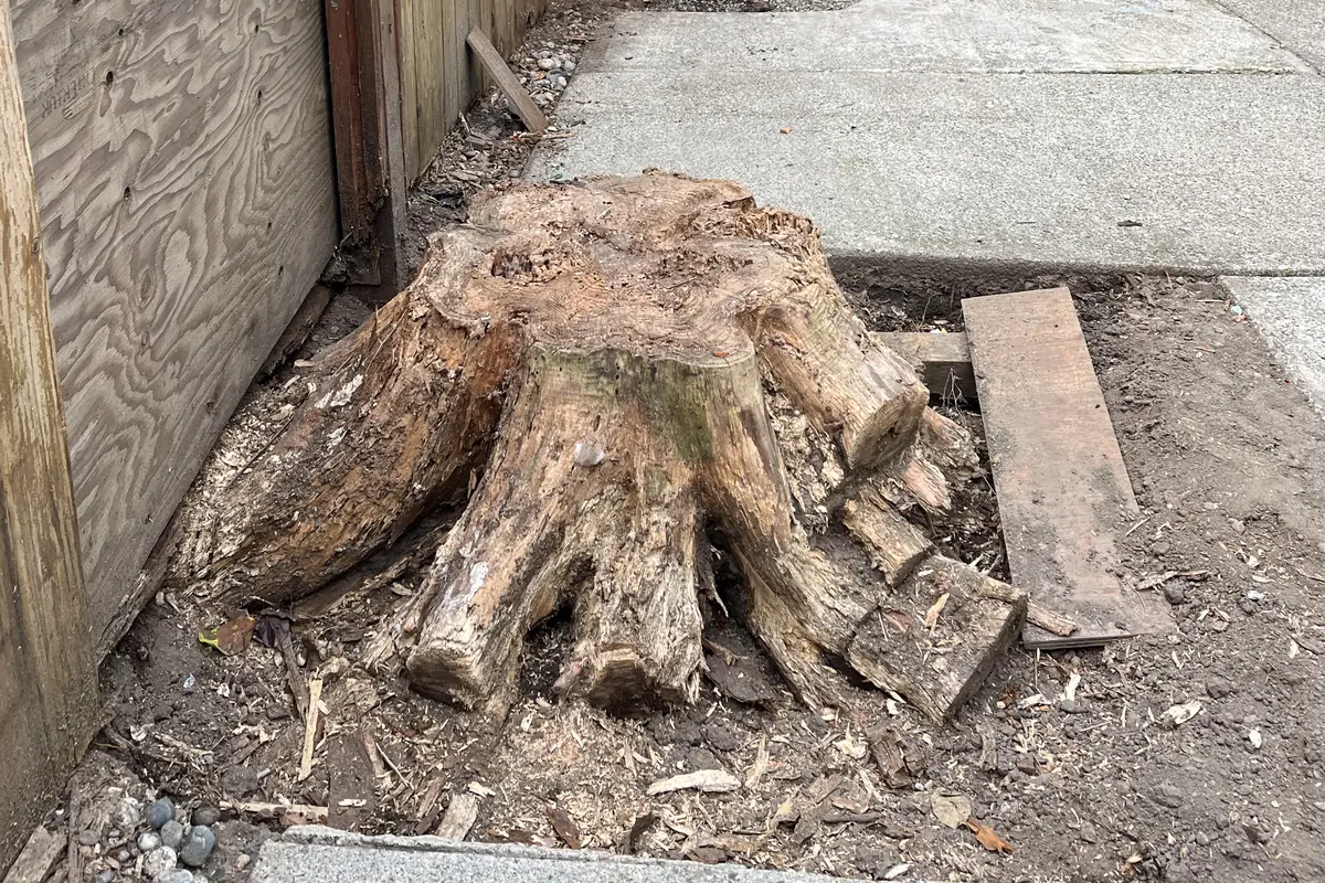 A large rotting stump against a fence in a narrow Coquitlam side yard, before grinding
