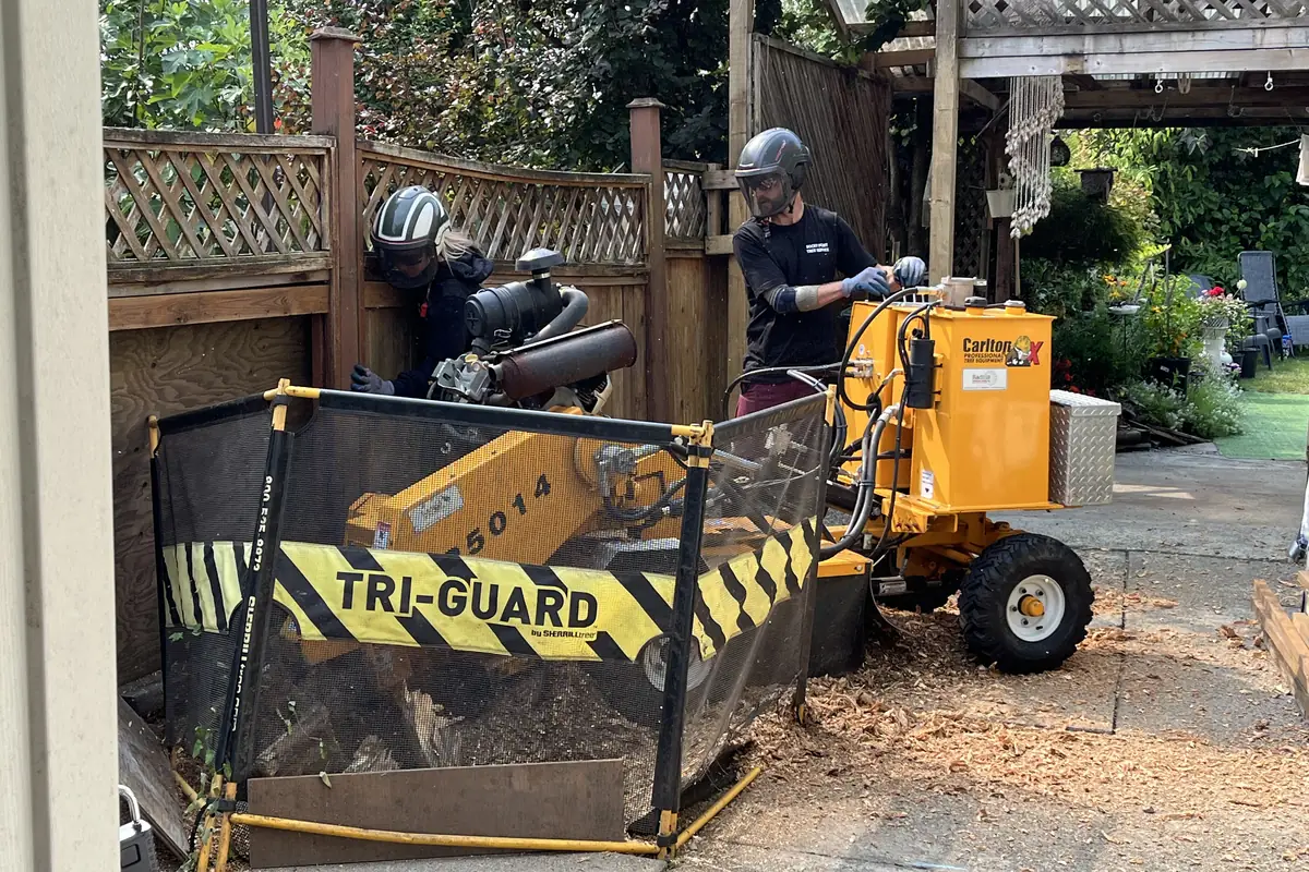 A stump grinder set up in the side yard behind a mesh debris screen, with the operator at the controls